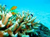La Grande Barriera Corallina Australiana - 002